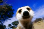 200_meerkat-curious1.jpg