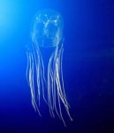 box_jellyfish.jpg