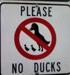 no-ducks-given.jpg