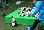this-is-why-you-always-get-a-bunch-of-pandas-in-case-one-breaks.jpg