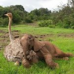 elephant-had-a-thing-for-the-ladies-with-the-long-necks.jpg