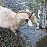 keyboard-cat-meet-keyboard-billy-goat.jpg