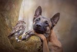 if-animals-recreated-empire-strikes-back.jpg