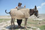 donkey-works-on-clean-energy.jpg
