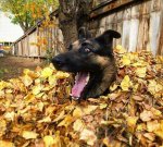 dog-found-the-coke-bottle.jpg