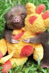 watch-the-claws-sloth.jpg