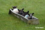 welsh-bobsledging.jpg