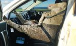 Sheep_in_car.jpg