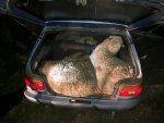 sheep_in_car2.jpg