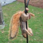 balls-squirrel01_med.jpg