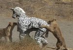 zebra_costume_vs_lions_01.jpg
