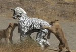 zebra_costume_vs_lions_01.jpg