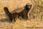 Adult-honey-badger-foraging.jpg