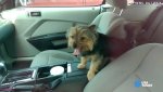 man-arrested-after-smashing-window-to-save-dog-from-hot-car-image-1.jpg man-arrested-after-smashing-window-to-save-dog-from-hot-car-image-1.jpg