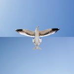 artist-combines-two-separate-photos-creating-one-cool-visual-21-pics-image-17.jpg artist-combines-two-separate-photos-creating-one-cool-visual-21-pics-image-17.jpg
