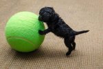 small-dog-or-giant-ball.jpg