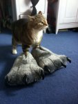 you-know-what-they-say-about-cats-with-big-feet.jpg