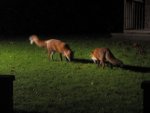 151002foxes.jpg