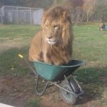 cats-love-boxes-and-lions-love-wheelbarrows.jpg