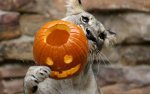 this-is-why-you-don-t-let-tigers-carve-pumpkins.jpg