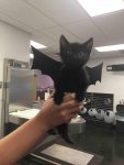 i-am-bat-cat.jpg