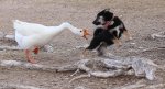 duck-duck-goose.jpg
