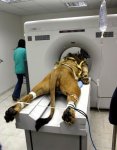lion-getting-a-cat-scan-awesome.jpg