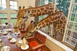 it-is-good-luck-for-a-giraffe-to-lick-your-bowl-before-you-eat.jpg