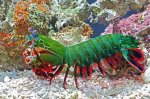 clearly-this-lobster-has-gone-bad.jpg