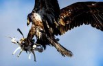 get-that-drone-outta-my-yard-said-the-eagle.jpg