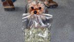 dog-leaves-to-play-in-the-yard-returns-with-a-huge-bag-of-mystery-weed-image-1.jpg dog-leaves-to-play-in-the-yard-returns-with-a-huge-bag-of-mystery-weed-image-1.jpg