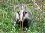 160512badger02.jpg