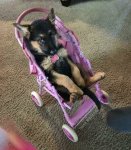 listen-your-baby-looks-like-a-dog-seriously-just-like-one.jpg