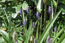 250405bluebells.jpg