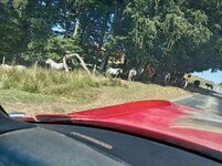 IMG_20260720_114637.jpg