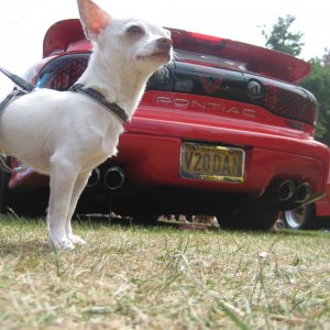 Bailey guarding the Trans-Am and the shiny tail pipes.
