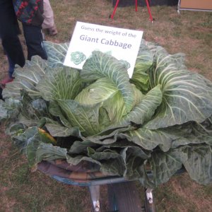 Giant Cabbage in a wheel barrow