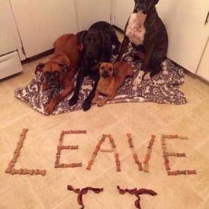 i would fail as a dog