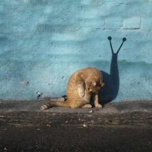 acid picdump 1