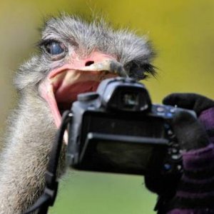 acid picdump 2