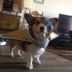 acid picdump 4