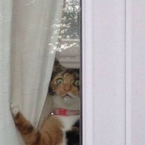 acid picdump 4