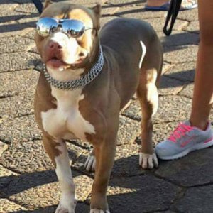 all the other dogs think this guy is a cop