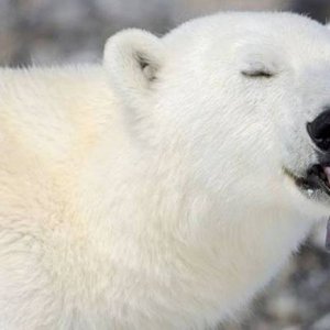 acid picdump 2
