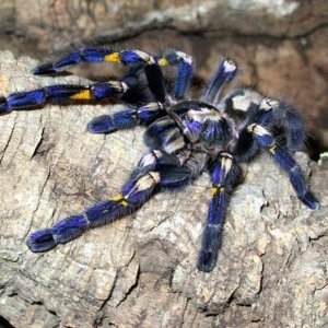 this spider is ready for his date