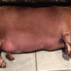 this is what you call a bbw big beautiful weiner