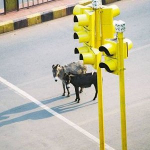 obeying traffic likes like everyone else