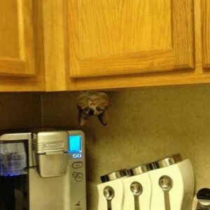 and you thought ghosts were taking the cereal