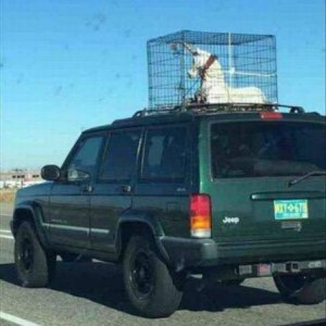 when you finally catch a unicorn you best keep it on the roof of your car