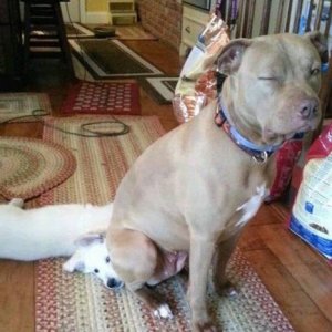 this dog really wanted his water money